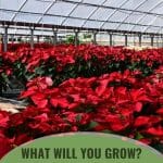 Poinsettias inside greenhouse with text: What Will You Grow? Consider the plants in the greenhouse.