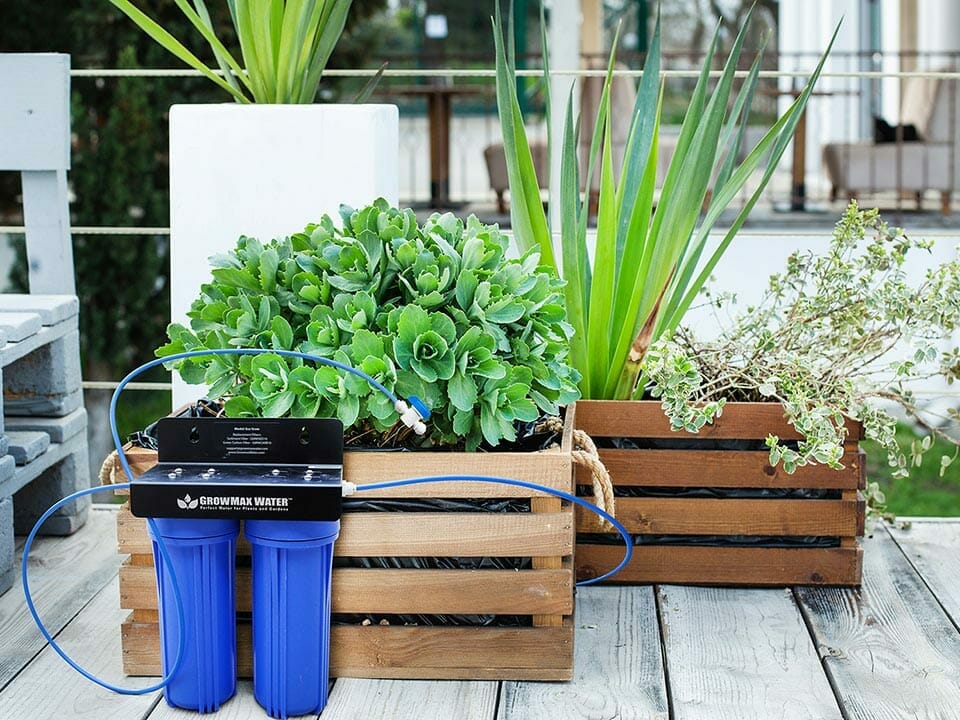 Container garden on a patio with a GrowMax Water Filter which can prevent waterborne diseases in hydroponic systems