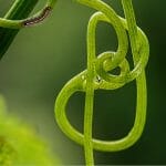 Curled vine with crawling caterpillar with text: How to Get Rid of Caterpillars in your Greenhouse?