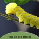 Yellow caterpillar on stem with text: How to Get Rid of Caterpillars in a Greenhouse