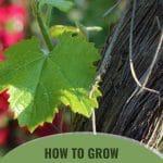 Grapevine and leaf with text: How to Grow Grapevines in a Greenhouse
