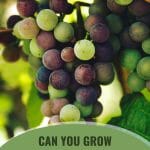 Green and red grapes on grapevine with text: Can You Grow Grapevines in Your Greenhouse?