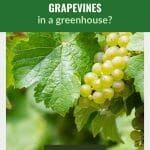 Large green grape leaf with cluster of green grapes on vine with text: How to Grow Grapevines in a greenhouse?
