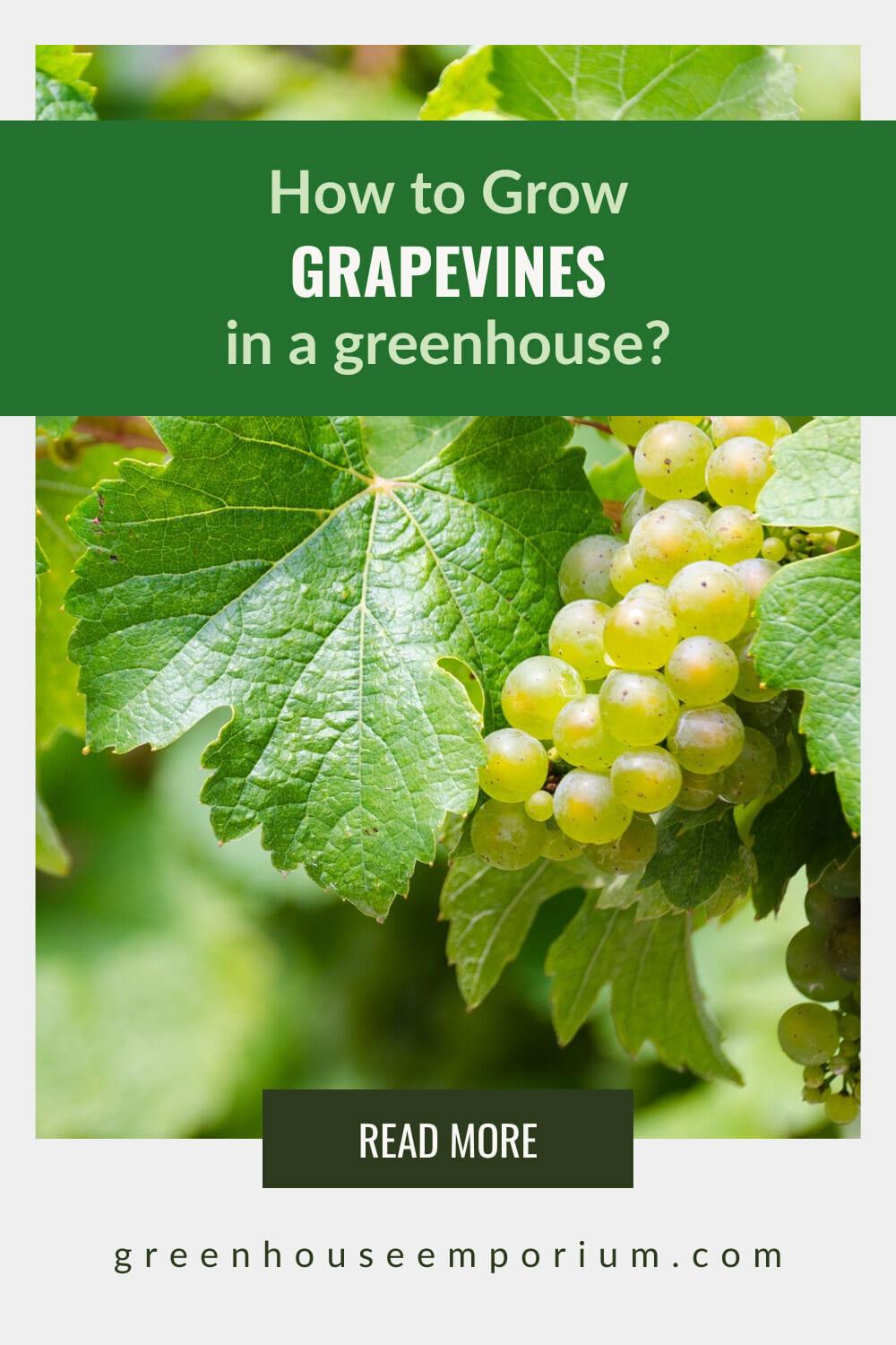 Large green grape leaf with cluster of green grapes on vine with text: How to Grow Grapevines in a greenhouse?