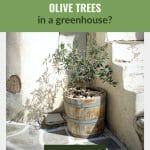 Olive tree in planter with text How to Grow Olive Trees in a greenhouse?