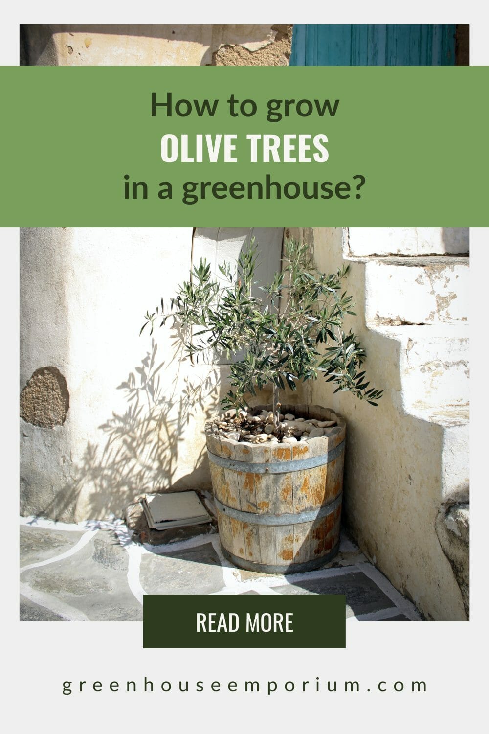 How to Grow Olive Trees in a Greenhouse Greenhouse Emporium