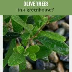 Olive leaves with water droplets with text: How to Grow Olive Trees in a Greenhouse?