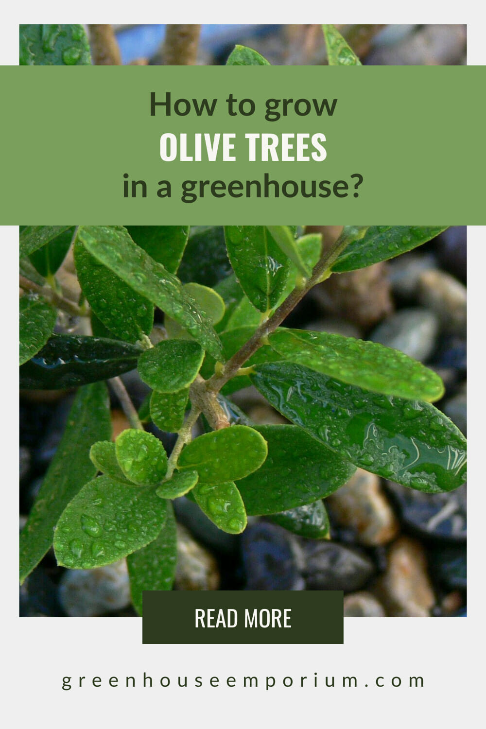 How To Grow Olive Trees In A Greenhouse Greenhouse Emporium