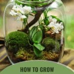 White orchids and moss inside mini greenhouse terrarium with text: How to Grow Orchids in a Greenhouse
