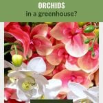 Pink and white orchids with seed pods forming with text: Can you grow orchids in a greenhouse?