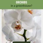 Close view of white orchid with text: How to Grow Orchids in a greenhouse?