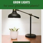 Single lamp over potted plant with text: How to Pick Grow Lights for your greenhouse plants?
