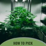 Leafy plants under a grow light with text: How to Pick Grow Lights for Your Needs