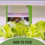 Lettuce under a grow light with text: How to Pick Grow Lights for Your Needs