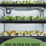 Lettuce growing under grow lights with text: How to Pick the Right Grow Lights for your Greenhouse?