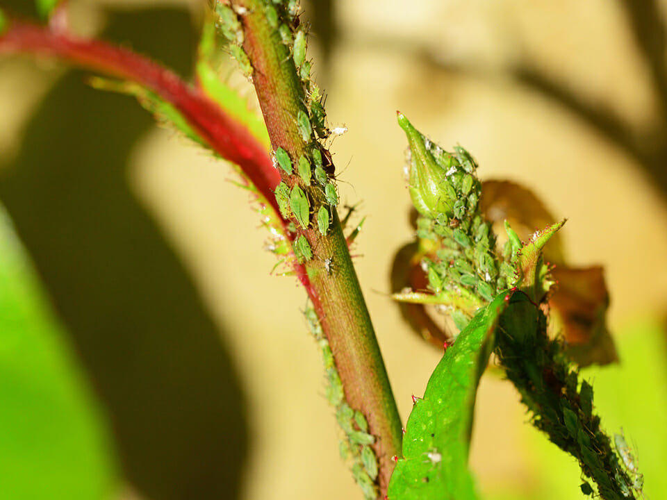 Lots of green aphids on the stems of a plant