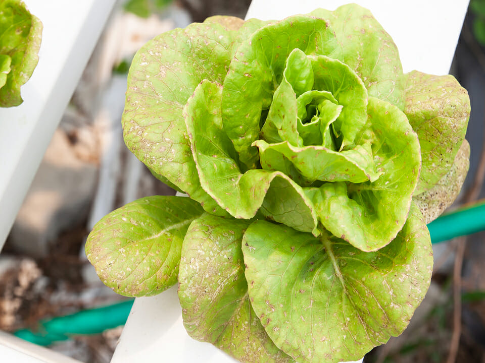 Brown wilting leaves of lettuce due to Phytophthora - a waterborne disease in hydroponic systems