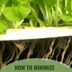 Vegetable growing on a Hydroponic System with the text: Minimizing Waterborne Diseases in Hydroponic Systems