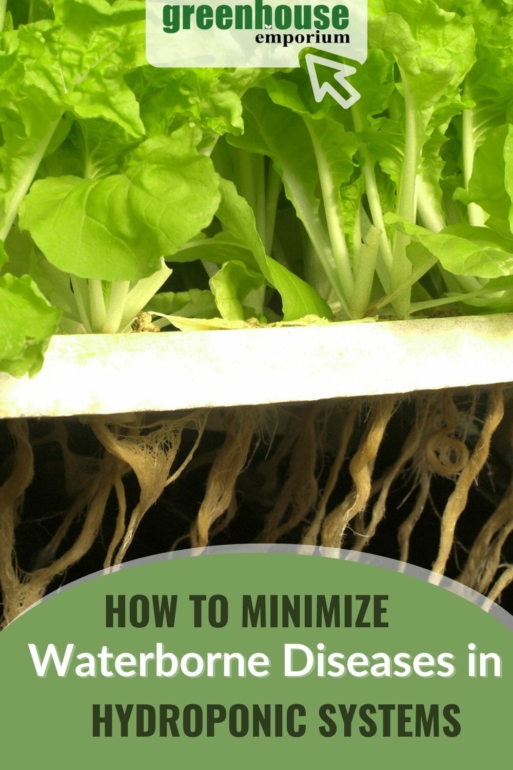 Vegetable growing in a Hydroponic System with the text: Minimizing Waterborne Diseases in Hydroponic Systems