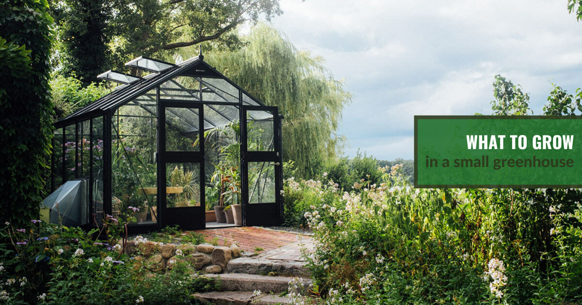 What To Grow In A Small Greenhouse Greenhouse Emporium