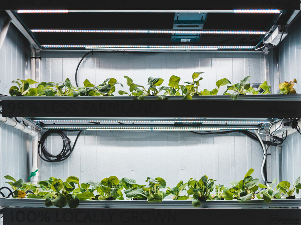 Lettuce under grow lights in a greenhouse