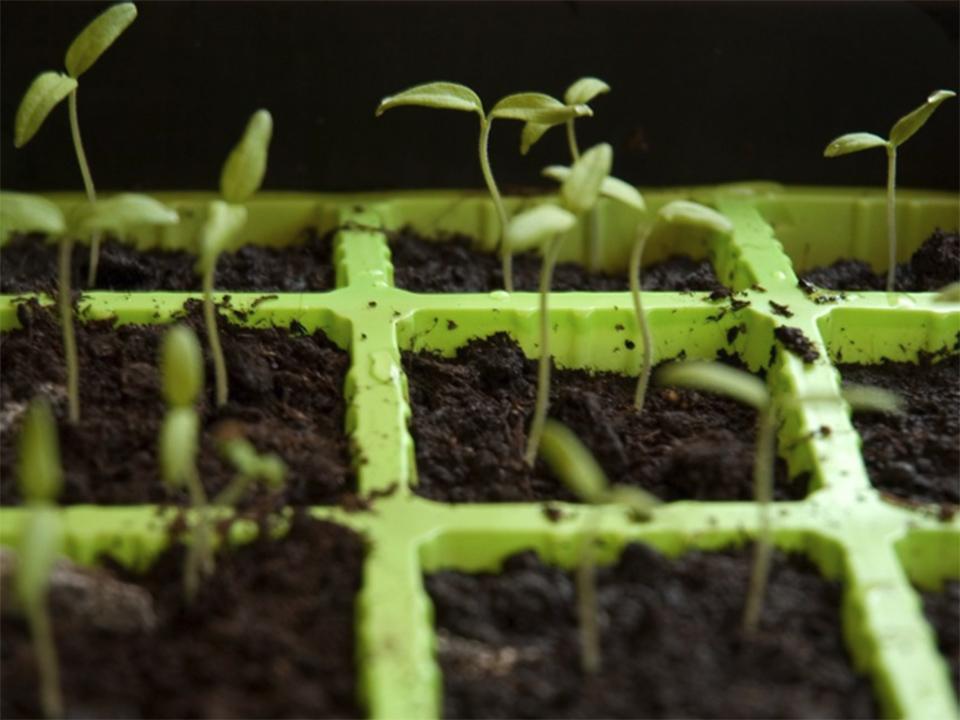 Seedlings in seed tray could use a heat mat for extra warmth