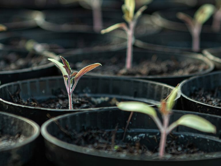 Are Heat Mats Good For Plants? Greenhouse Emporium