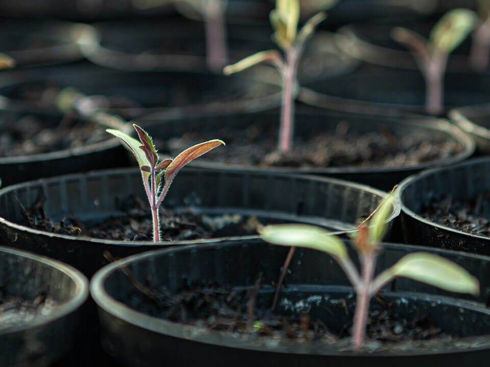 Seedlings in pots may dry out too quickly with use of a heat mat