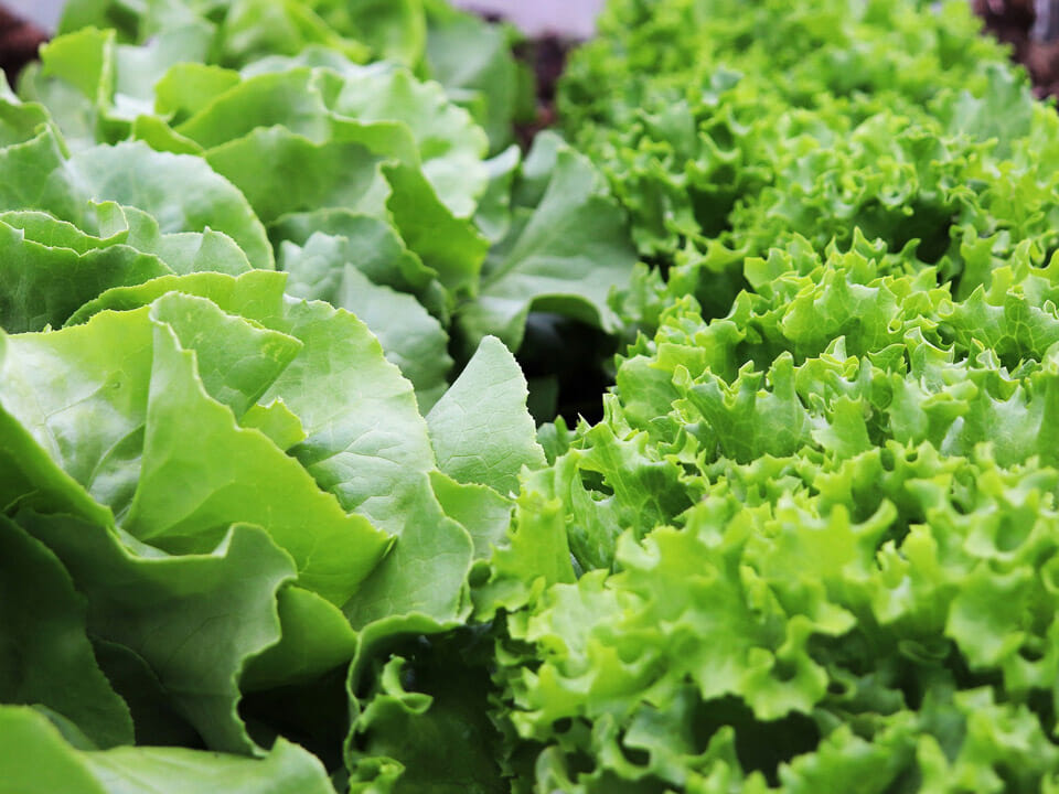 Lettuce and other cold greens should not be used with a heat mat