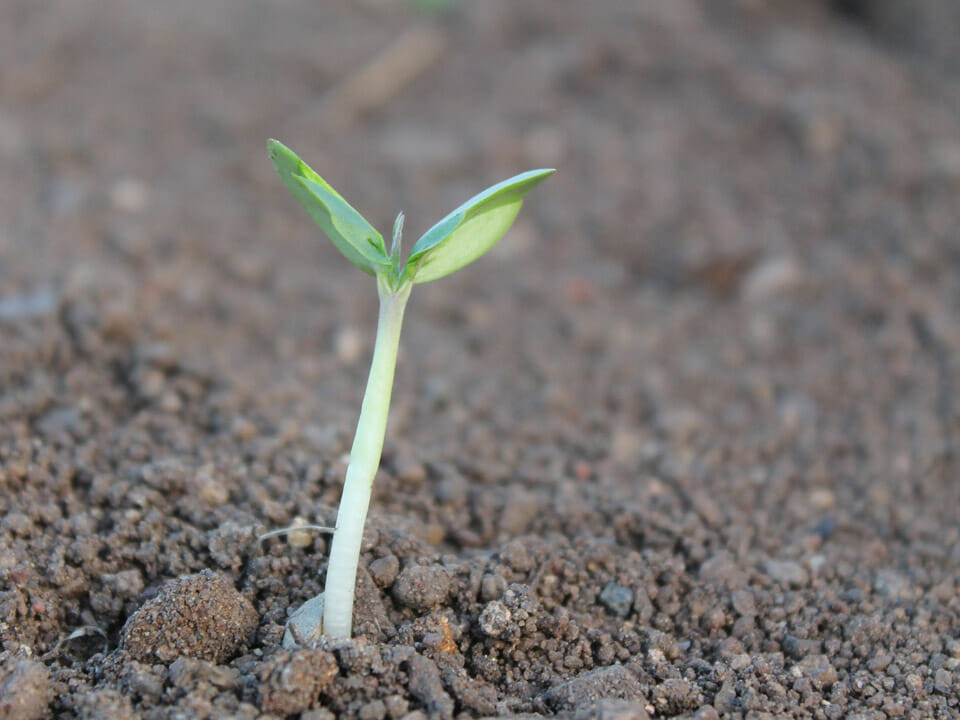 Seedlings can become leggy if they remain too long on a heat mat