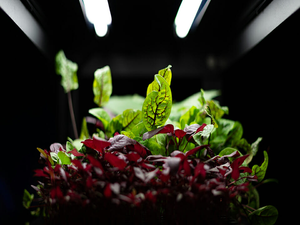 Plants being illuminated by T5 grow lights