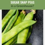 Closeup view of sugar snap peas with text: Can You Grow Sugar Snap Peas in a Greenhouse?