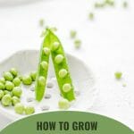 Sugar snap peas in a bowl with text: How to Grow Sugar Snap Peas in a Greenhouse