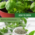 Basil plant and dried basil with the text: How to Grow Basil In A Greenhouse