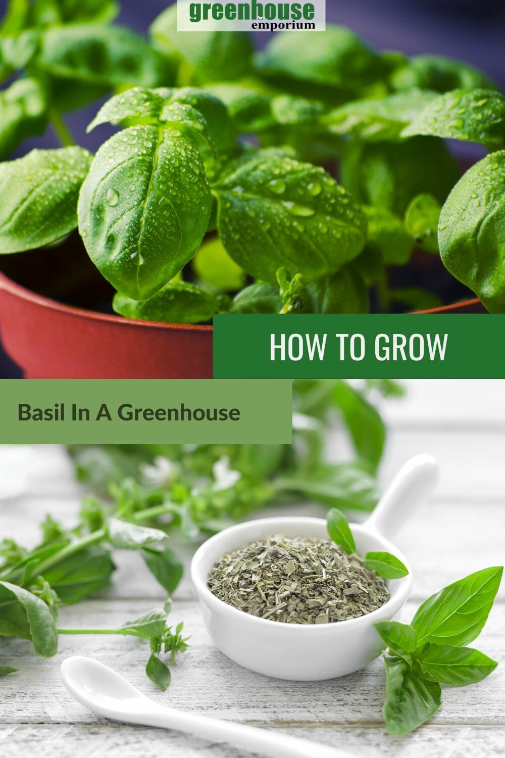 Basil plant and dried basil with the text: How to Grow Basil In A Greenhouse