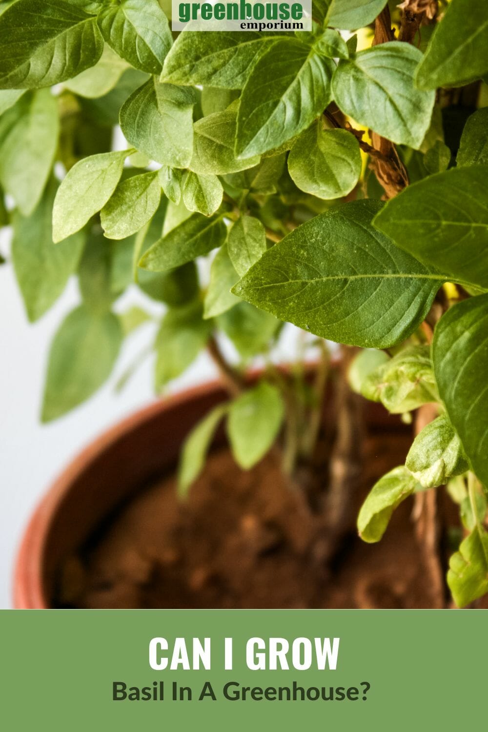 How To Grow Basil In A Greenhouse | Greenhouse Emporium