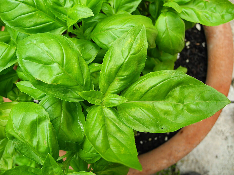 Healthy green basil plant in a pot