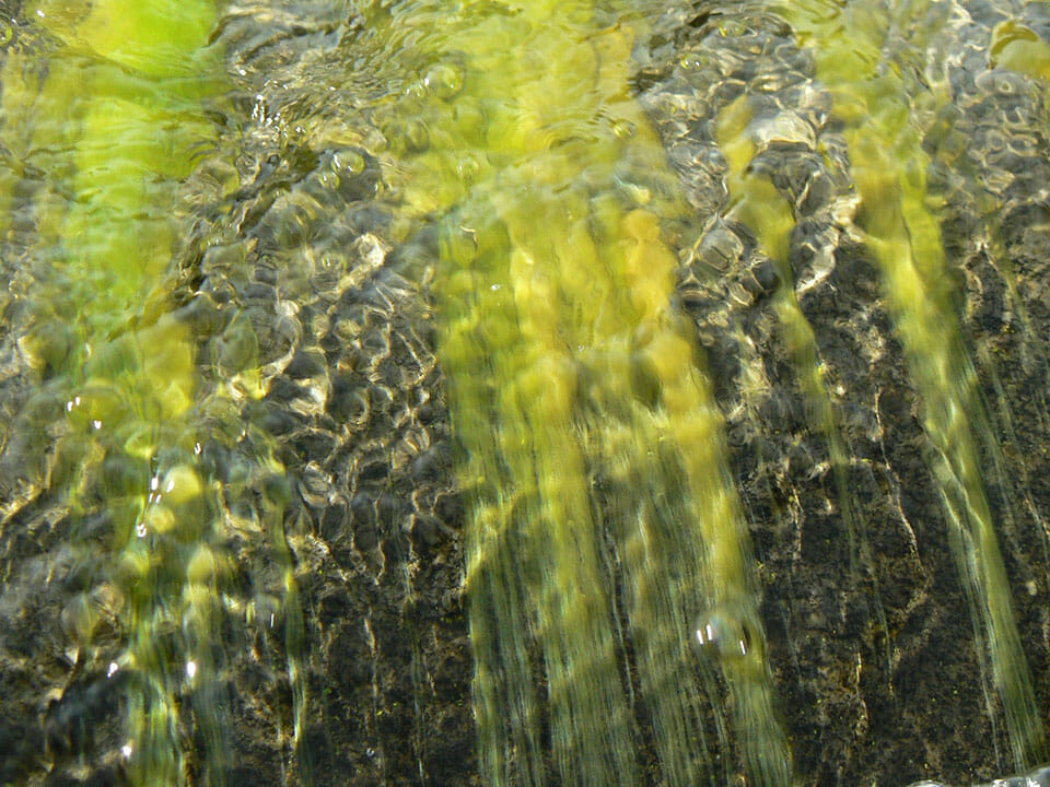 Green algae in water