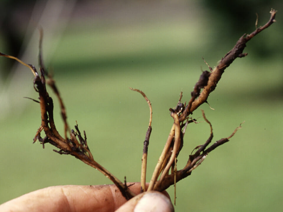 Person holding roots of plant to show signs of Pythium root rot