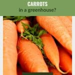Carrots piled together with text: Can You Grow Carrots in a Greenhouse?