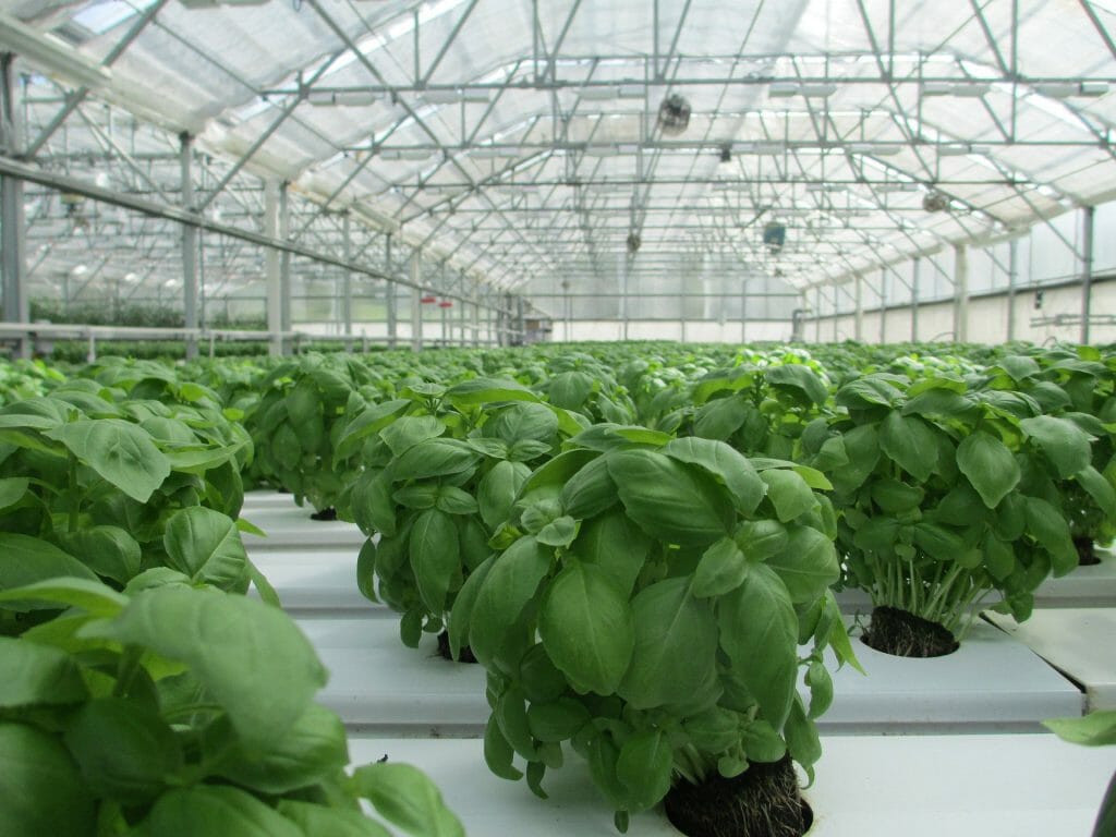 Basil plants inside of a nursery greenhouse