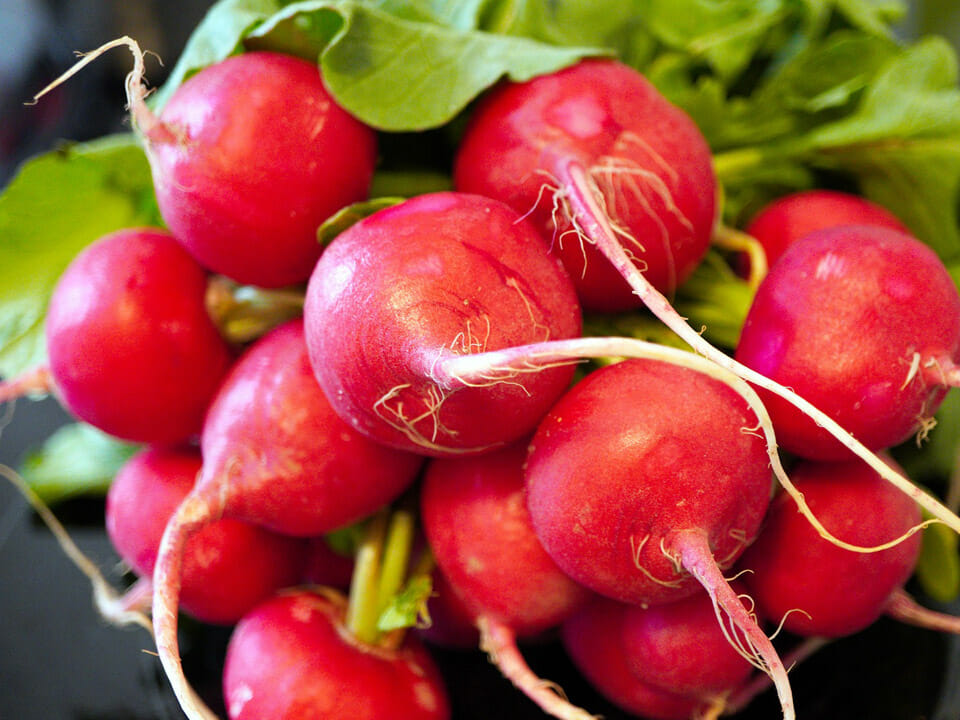 Bunch of radishes with greens