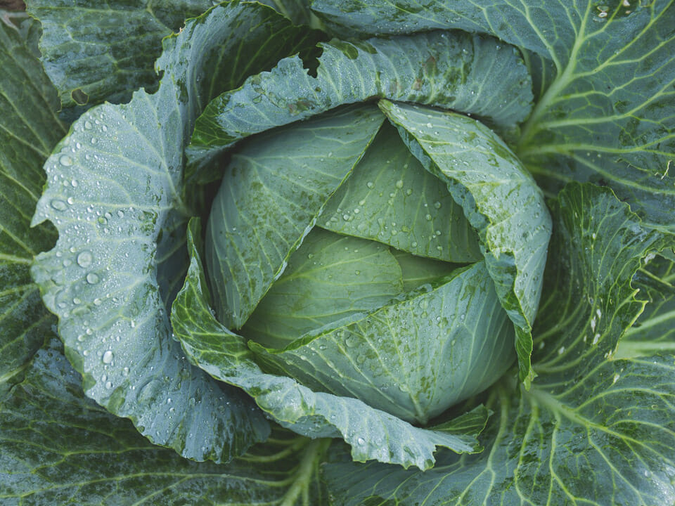 View of cabbage head from above