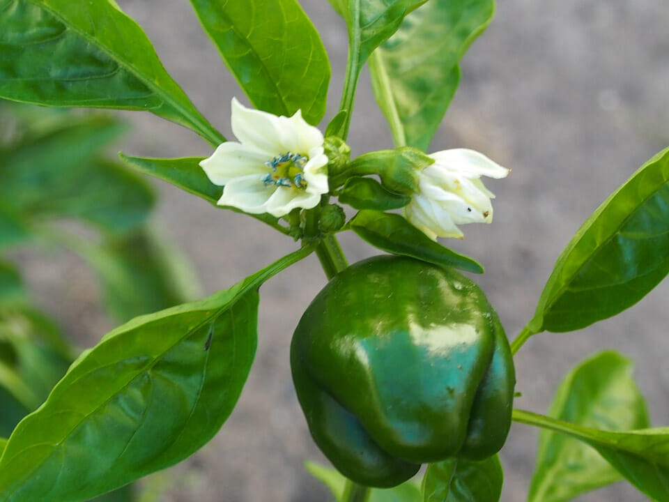 Growing bell pepper on stem with white flowers above small green pepper