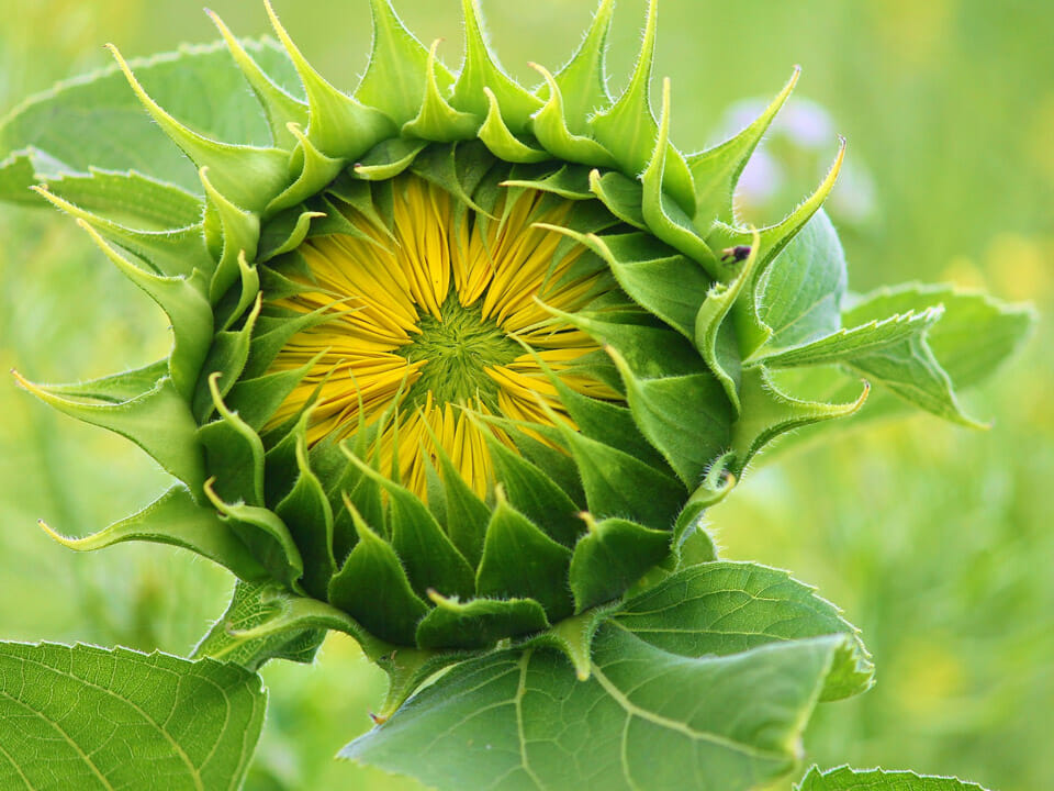 Sunflower in early stages of bloom, tight green calyx and yellow petals just barely visible underneath