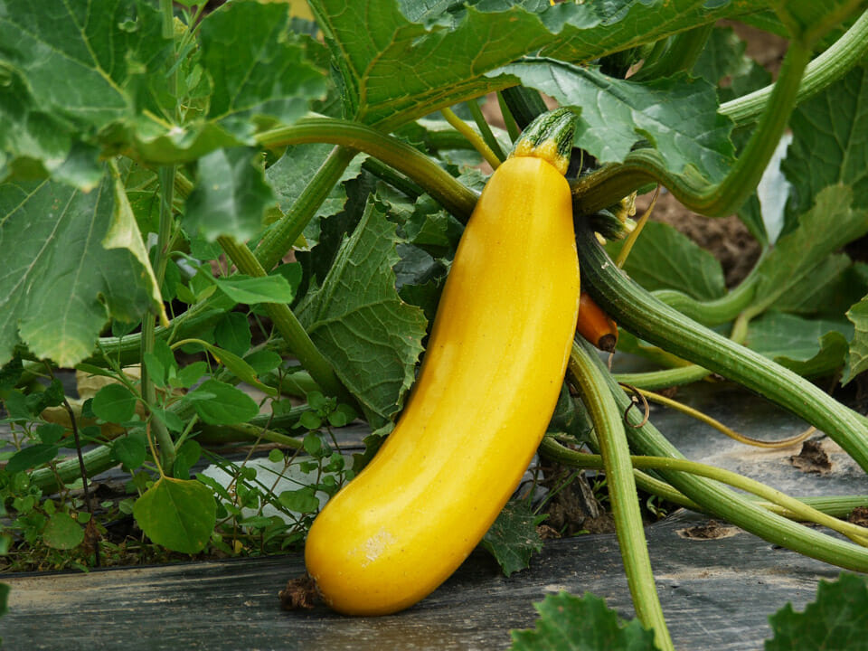 Yellow squash on stem ready for harvesting