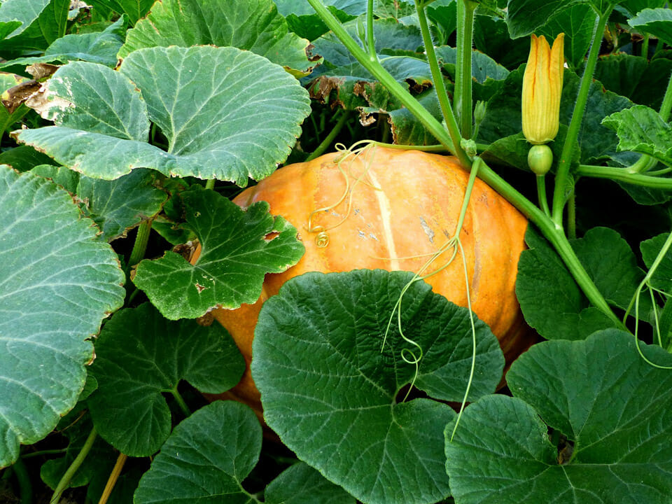 Orange pumpkin on vine with flower, leaves and tendrils