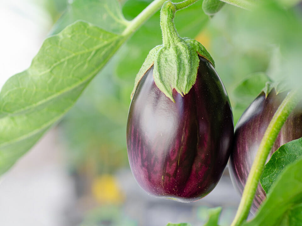 Purple eggplant on stem