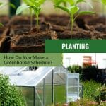Upper image seedlings in containers, lower images external view of greenhouse with text: Planting How Do You Make a Greenhouse Schedule?