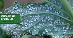 Whiteflies on a cabbage leaf with text: How to Get Rid of Whiteflies in a greenhouse